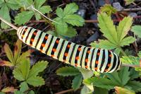 Papilio machaon