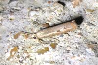 Agriphila geniculea