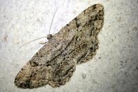 Peribatodes rhomboidaria