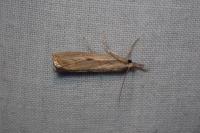 Agriphila inquinatella