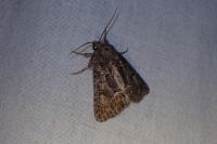 Thalpophila matura
