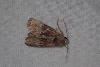 Mesoligia furuncula