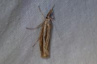 Agriphila tristella