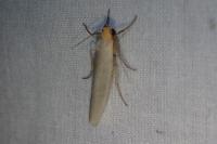 Eilema caniola