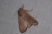 Hoplodrina ambigua