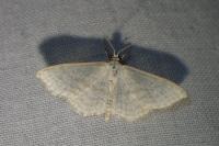 Idaea subsericeata