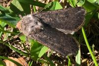 Agrotis segetum