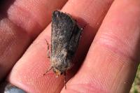 Agrotis segetum