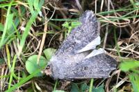 Agrotis segetum