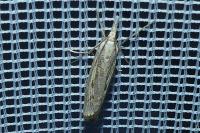 Agriphila geniculea/inquinatella