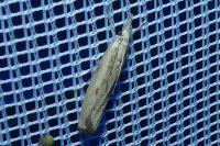 Agriphila geniculea/inquinatella