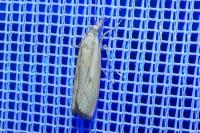 Agriphila geniculea/inquinatella