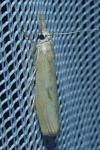 Agriphila inquinatella