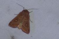 Mythimna albipuncta