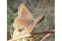 Aricia agestis