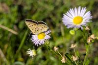Lycaena tityrus
