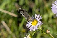Lycaena tityrus