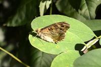 Pararge aegeria