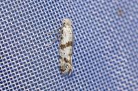 Scythropia crataegella