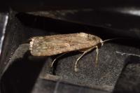 Spodoptera exigua