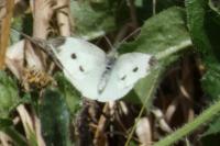 Pieris napi