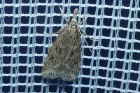 Eudonia pallida