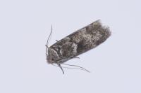 Blastobasis glandulella