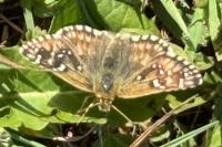 Pyrgus armoricanus