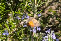 Macroglossum stellatarum