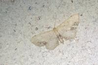 Idaea dimidiata
