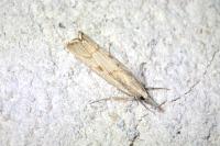 Agriphila geniculea
