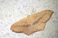 Scopula imitaria