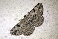 Peribatodes rhomboidaria