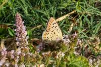 Lycaena tityrus