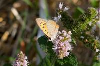 Lycaena phlaeas