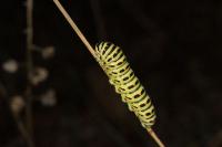 Papilio machaon