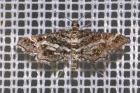 Diasemiopsis ramburialis