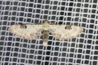 Eupithecia centaureata