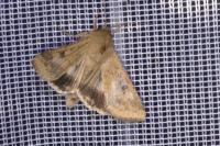 Helicoverpa armigera