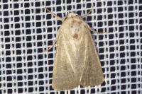 Hoplodrina ambigua