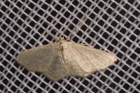 Idaea subsericeata