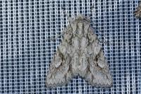 Meganephria bimaculosa