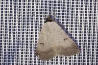 Lygephila craccae