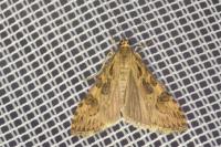 Nomophila noctuella