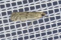 Phycitodes