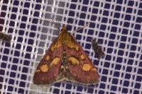 Pyrausta purpuralis