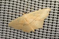 Scopula imitaria