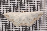 Scopula ornata
