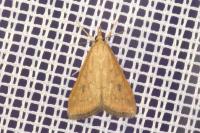 Udea ferrugalis