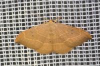 Watsonalla binaria